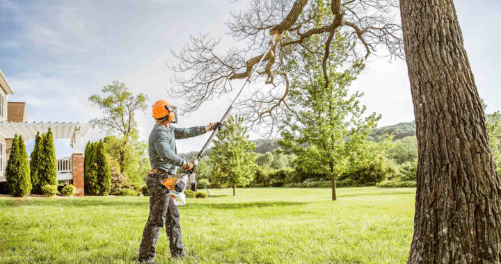 The Essential Guide to Trimming Services: How to Keep Your Lawn and Trees Healthy
