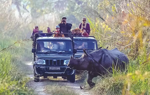 Chitwan National Park Safari Packages: A Comprehensive Guide for 2025