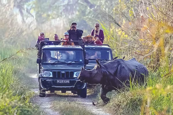 Chitwan National Park Safari Packages: A Comprehensive Guide for 2025